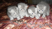  Продаются Скоттиш Фолд(вислоухий)и Скоттиш Страйт,  котята
