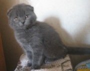 продам шотландского вислоухого котёнка