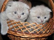 Котята шотландские в Севастополе