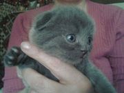 продам шотландских котят