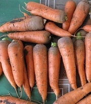 Морковь оптом (от 1 тонны) 