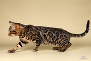 бенгальские котята мини леопарды