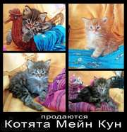  Продаются котята Мейн-Кун