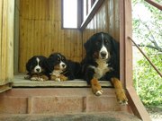 Продам два щенка породы бернский зенненхунд (обе суки)