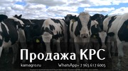 Продажа КРС