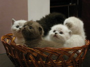 Продам Шотландских вислоухих колорных котят 