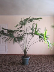 Продам Веерную пальму в Симферополе высота 2, 3м